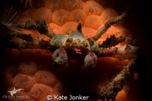 Hotlips!
Hotlips spider crab, Roman Rock, Simon's Town -... by Kate Jonker 